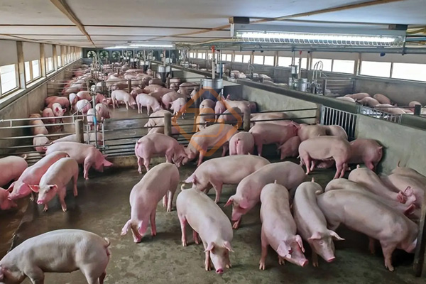 養(yǎng)殖場(chǎng)糞便怎么處理變成有機(jī)肥?養(yǎng)豬廠糞污有機(jī)肥生產(chǎn)線如何建? 養(yǎng)殖場(chǎng)糞便怎么處理變成有機(jī)肥?養(yǎng)豬廠糞污有機(jī)肥生產(chǎn)線如何建?