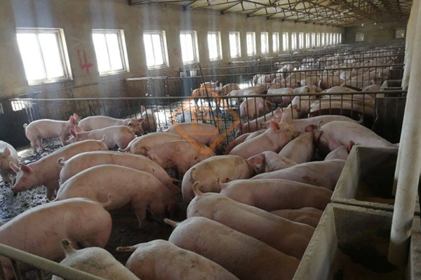 小型豬糞有機(jī)肥生產(chǎn)線 小型豬糞有機(jī)肥生產(chǎn)線