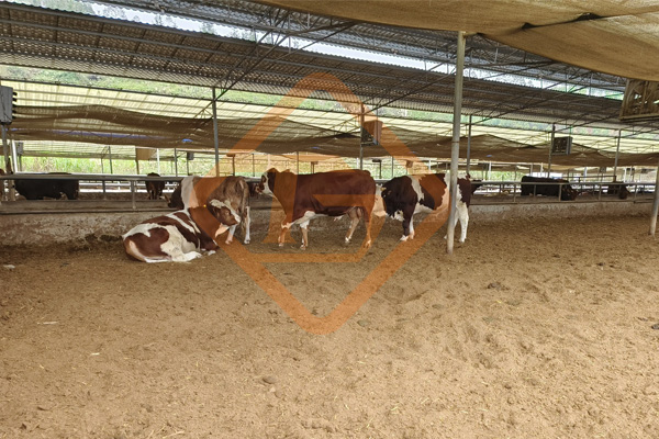 怎樣用牛糞做有機肥?牛糞有機肥肥料生產(chǎn)設備有哪些? 怎樣用牛糞做有機肥?牛糞有機肥肥料生產(chǎn)設備有哪些?