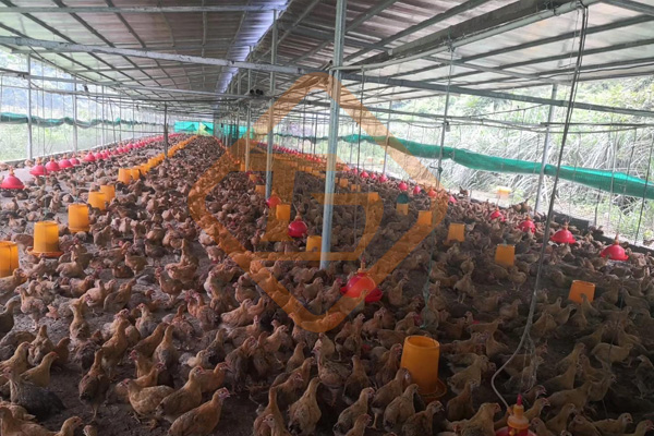 成套雞糞有機(jī)肥設(shè)備價(jià)格費(fèi)用是多少錢 成套雞糞有機(jī)肥設(shè)備價(jià)格費(fèi)用是多少錢